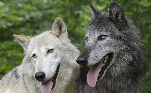 Два волкособа