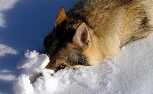 Чехословацкий влчак в снегу