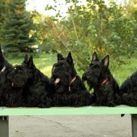 Собаки на скамейке