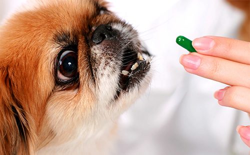 Собака ест таблетку