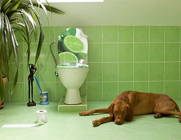 Запор у собаки: медикаментозное лечение в домашних условиях и список натуральных слабительных