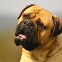 Портрет большой коричневой собаки породы бульмастиф