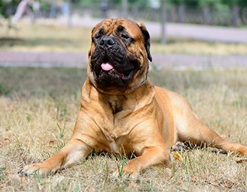 Бульмастиф: порода собак с грозной внешностью и спокойным нравом
