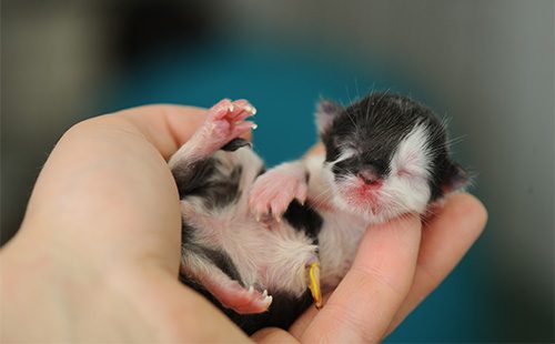 новорожденный котенок в ладони