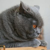 Серый кот с круглой головой