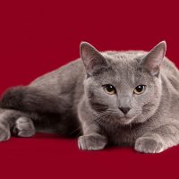 Картезианская кошка на бордовом фоне