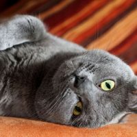 Картезианская кошка лежит на спине