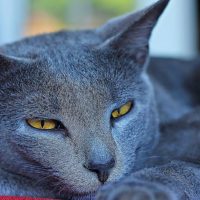 Сонный картезианский кот