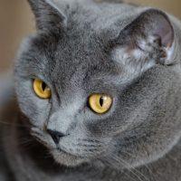Портрет красивого серого кота