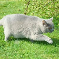 Крадущийся серый кот по траве