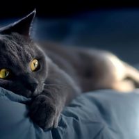 Серый кот с испуганными глазами