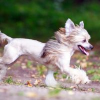 Китайская хохлатая собака бежит