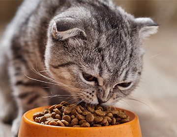 Как правильно кормить кошку сухим кормом: азы здорового рациона