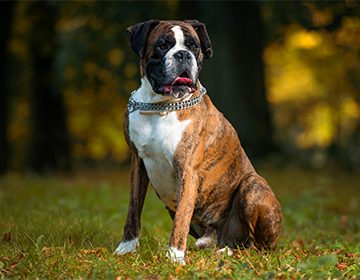 Собака немецкий боксер: грозный охранник с доброй душой
