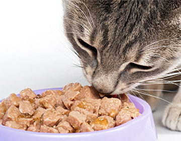 Аллергия на корм у кошек: способы определить раздражитель и облегчить симптоматику