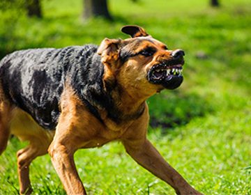 Бешенство у собак: признаки смертельной болезни и способы ее предотвратить