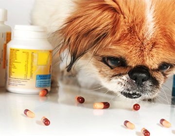 Глисты у собаки: признаки, лечение и профилактика
