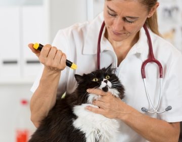 Конъюнктивит у кошек: чем лечить и как избежать осложнений