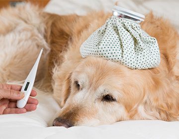 Температура у собаки: норма, как измерить и оказать первую помощь при отклонениях