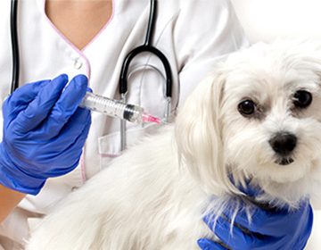 Прививка от бешенства собаке: как часто делать и правила подготовки к вакцинации