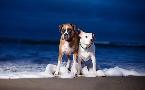 Две собаки на фоне моря