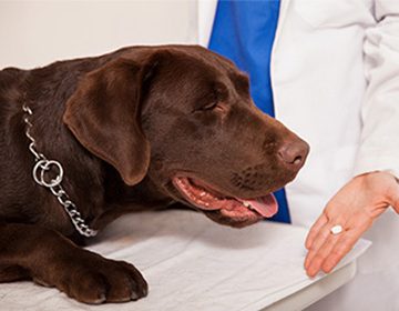 Глистогонные препараты для собак: обзор популярных средств, рекомендации по применению