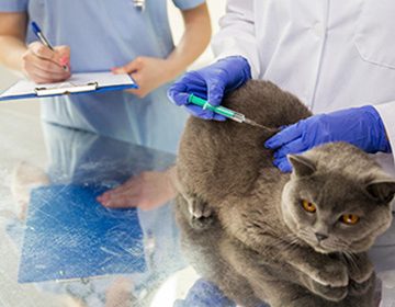Лейкоз у кошек (вирусная лейкемия, FeLV): пути заражения, симптомы и есть ли шанс спасти питомца