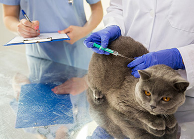 Вирусный лейкоз у кошек