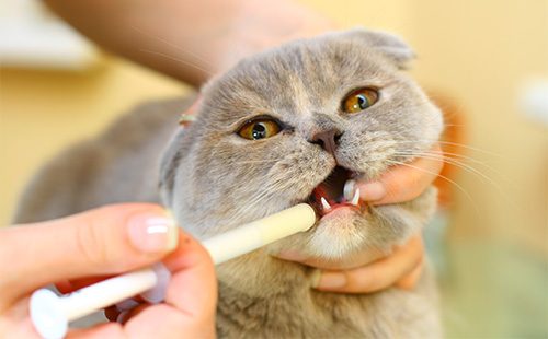 Вислоухий кот пьет лекарство