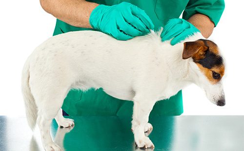 Ветеринар делает псу укол