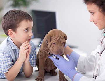 Аллергия у собак: симптомы, лечение и способы экстренной помощи