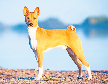 Басенджи (африканская нелающая собака): легендарная порода собак-молчунов с человеческим уровнем интеллекта
