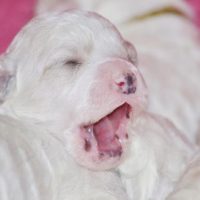 Новорожденный щенок бишон-фризе