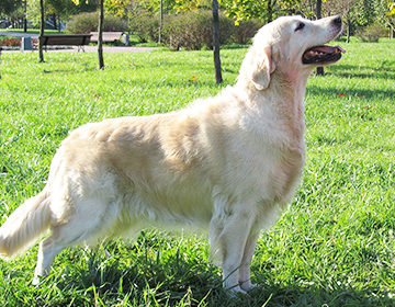 Золотистый ретривер (голден-ретривер): характеристика породы и правила содержания популярной «квартирной» собаки