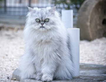 Персидская кошка: описание и уход за древнейшей породой