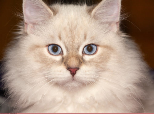 Фото разные породы пушистых кошек фото и название