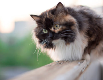 Самые пушистые кошки — породы с фотографиями