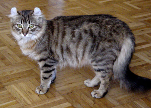 Пушистые породы кошки с фотографиями thumbnail