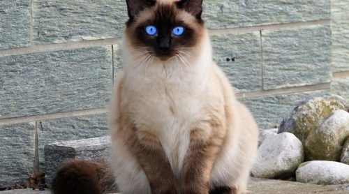 Самые красивые кошки пушистые порода