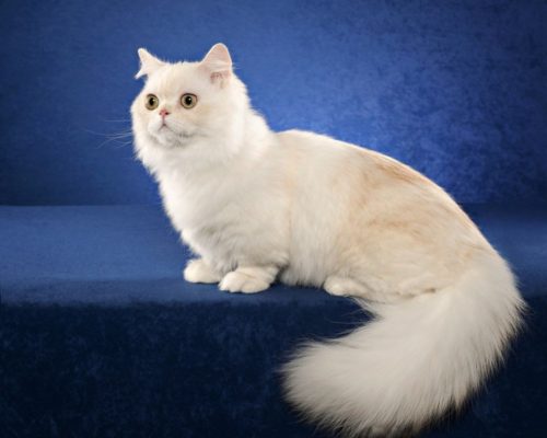 Самые красивые кошки пушистые порода