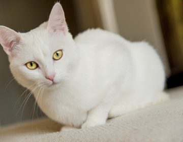 Разные породы белых кошек — 20 лучших