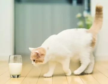 Молоко для кошек полезно ли?! НЕТ!