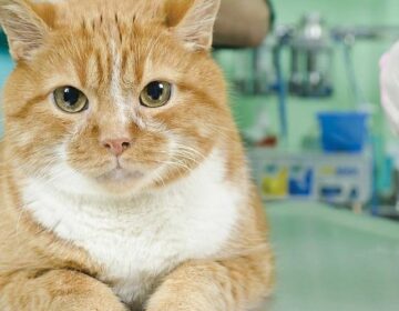 Кастрация кота – суть операции, как проводится, преимущества и недостатки