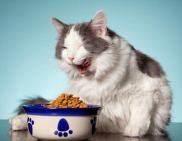 Пища для стерилизованных кошек: Выбор лучшего корма